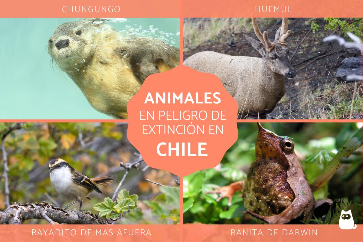 10 animales en peligro de extincion en chile