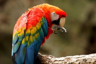 10 aves exoticas del amazonas