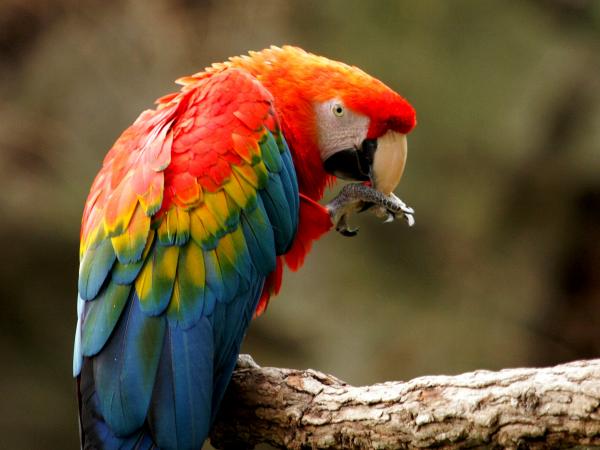 10 aves exoticas del amazonas