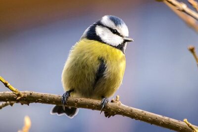 10 caracteristicas de las aves