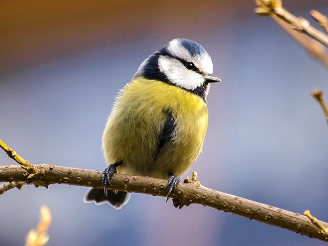 10 caracteristicas de las aves