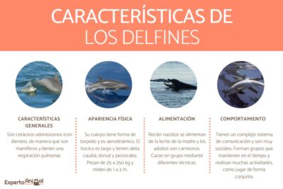 10 caracteristicas del delfin