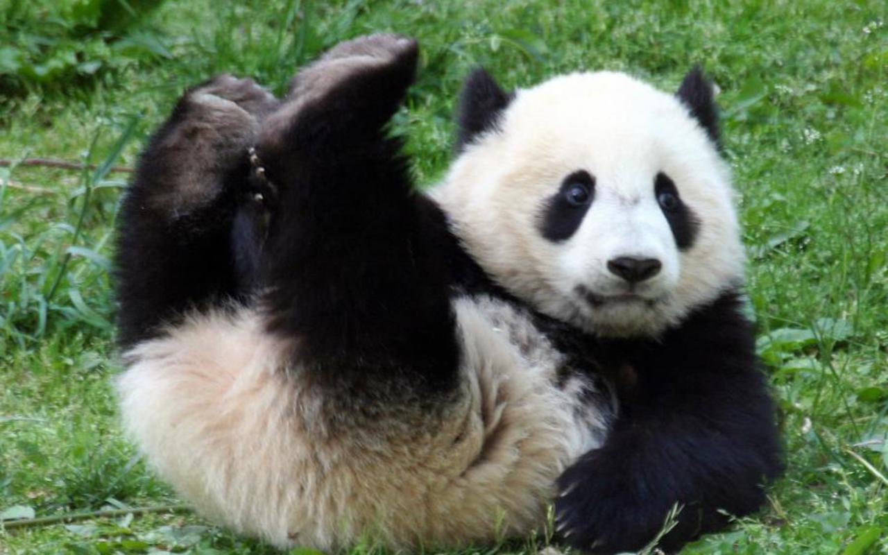 10 curiosidades sobre los osos panda