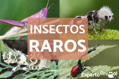 10 insectos mas raros del mundo