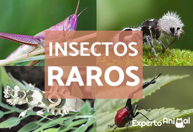 10 insectos mas raros del mundo