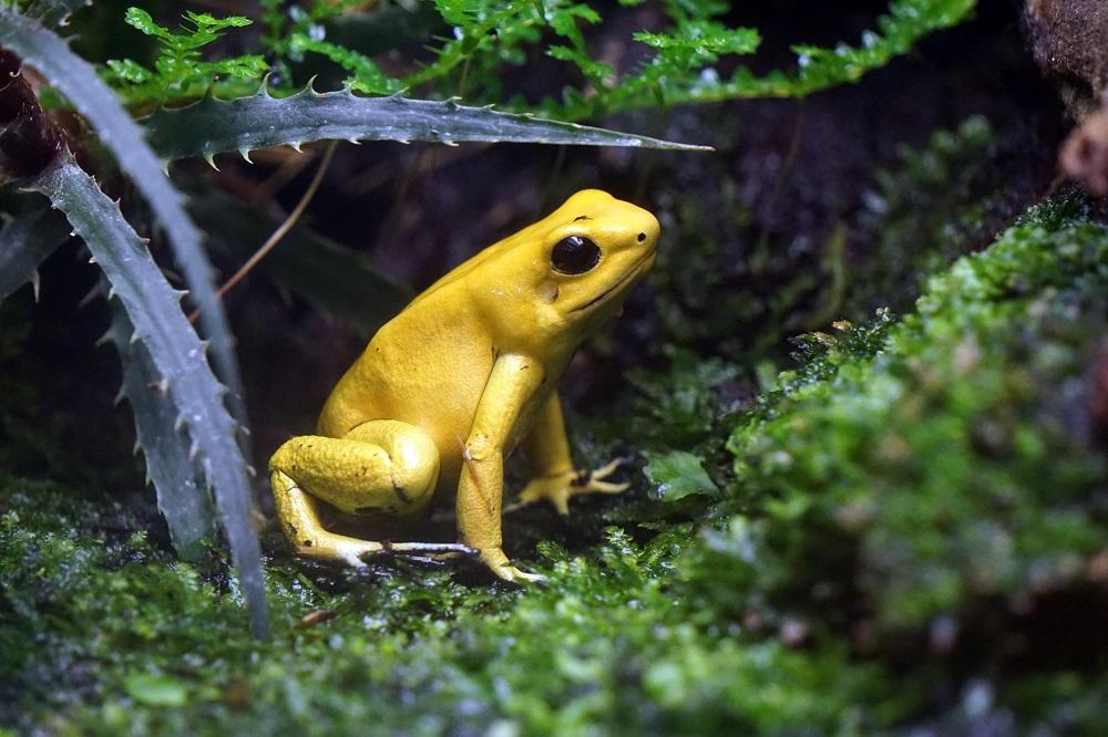 10 ranas venenosas del mundo con fotos y nombres