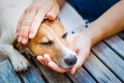 10 sinais de dolor en perros