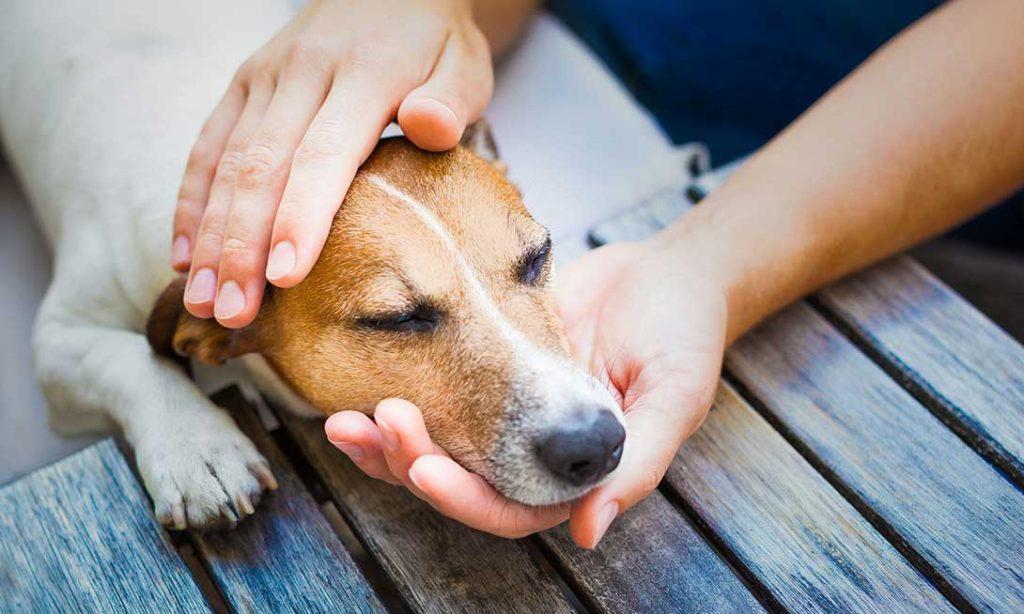 10 sinais de dolor en perros