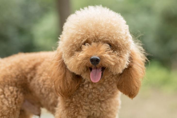 10 tipos de corte de pelo para perros caniche y poodles