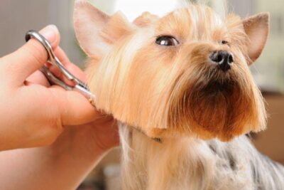 10 tipos de corte de pelo para un yorkshire terrier