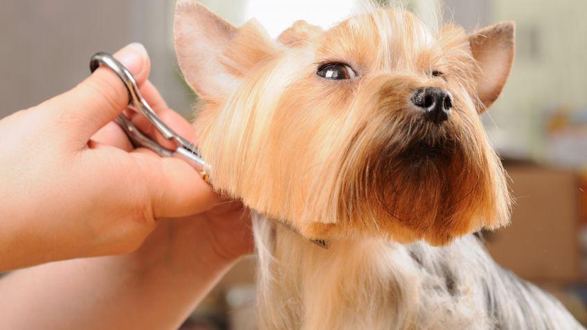 10 tipos de corte de pelo para un yorkshire terrier