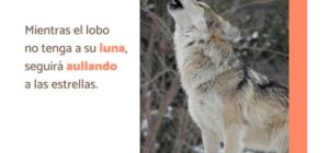 100 frases sobre el lobo
