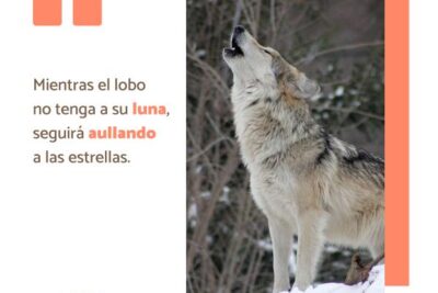 100 frases sobre el lobo