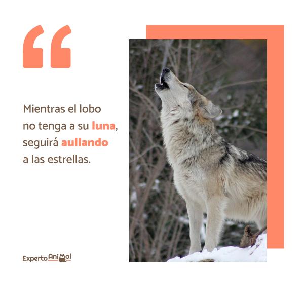 100 frases sobre el lobo