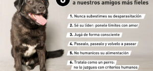 12 pasos que la amistad con los perros beneficia