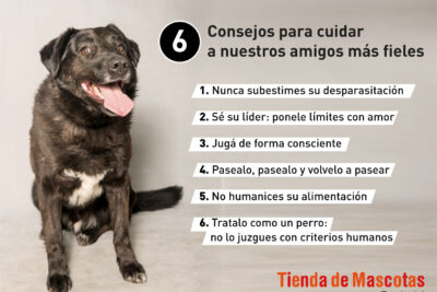 12 pasos que la amistad con los perros beneficia