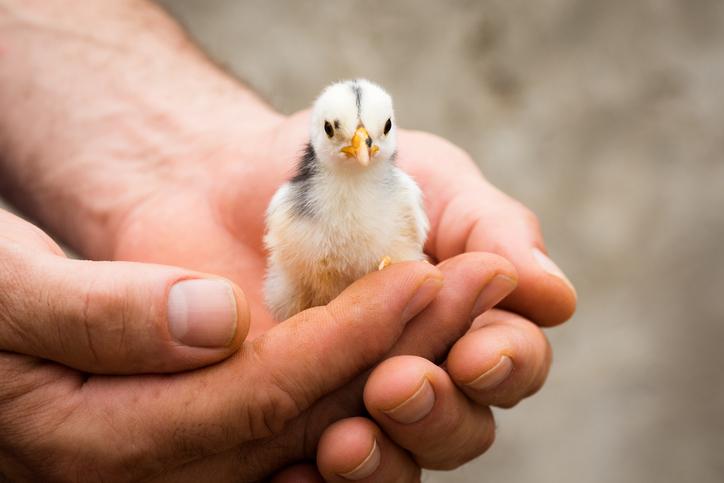 13 enfermedades que transmitan las aves a los humanos