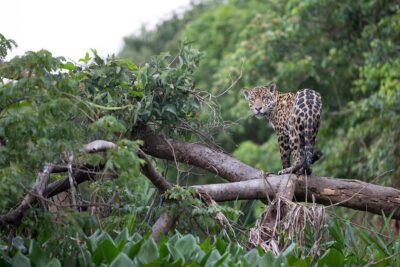 15 animales en peligro de extincion en brasil