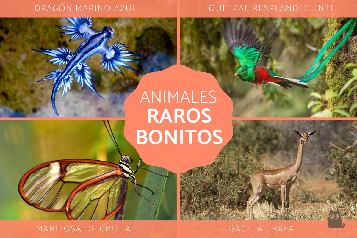 15 animales mas raros y bonitos del mundo con fotos