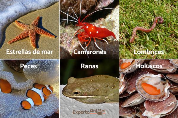 15 ejemplos de animales hermafroditas y como se reproducen