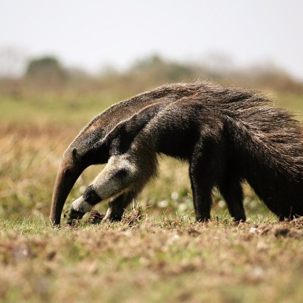 15 ejemplos y curiosidades sobre los animales que comen insectos