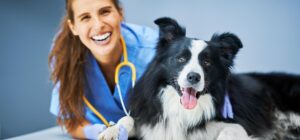 15 estudios relacionados con animales descubre tus opciones profesionales