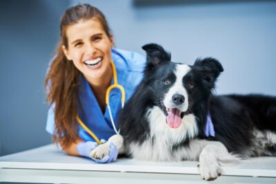 15 estudios relacionados con animales descubre tus opciones profesionales