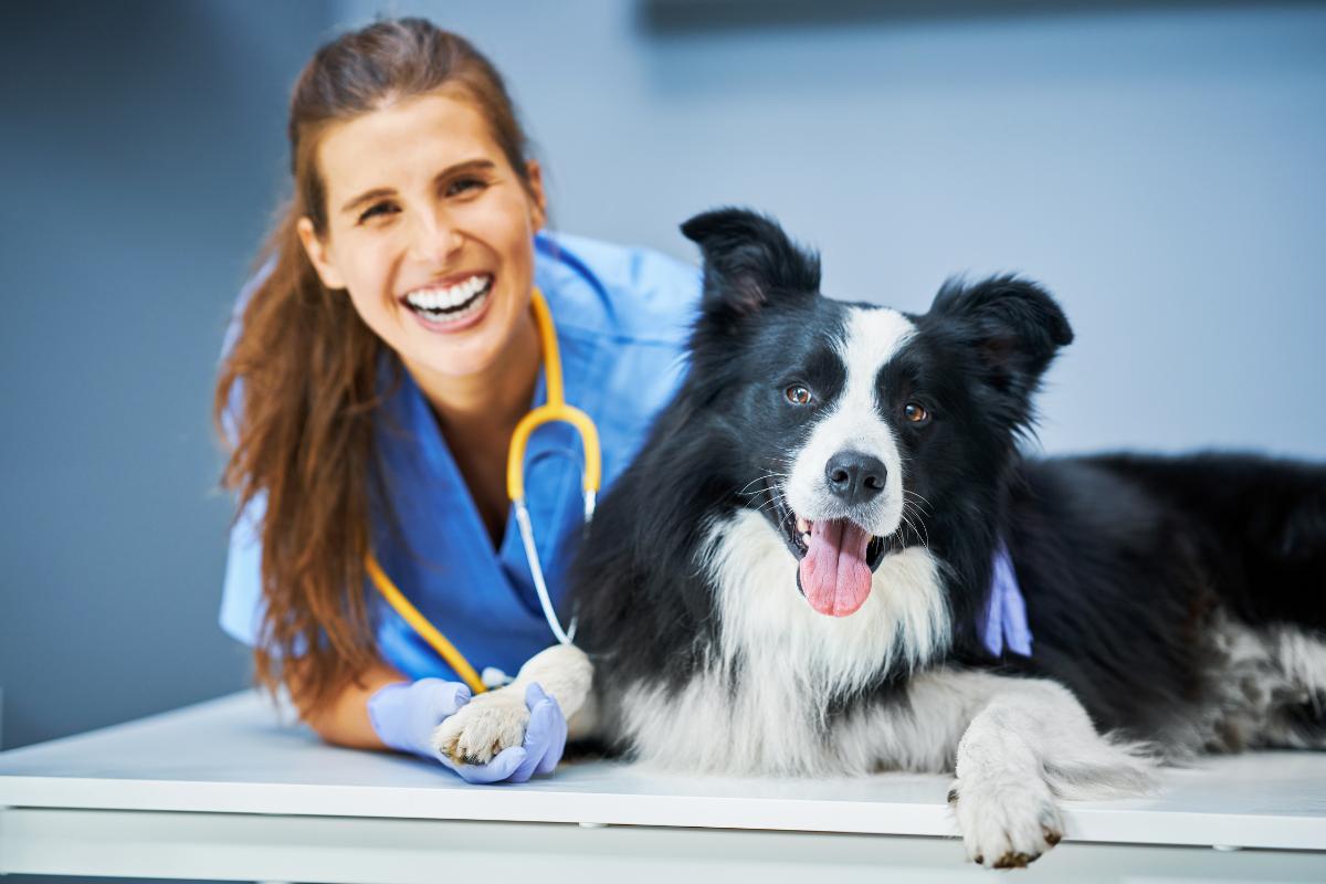 15 estudios relacionados con animales descubre tus opciones profesionales