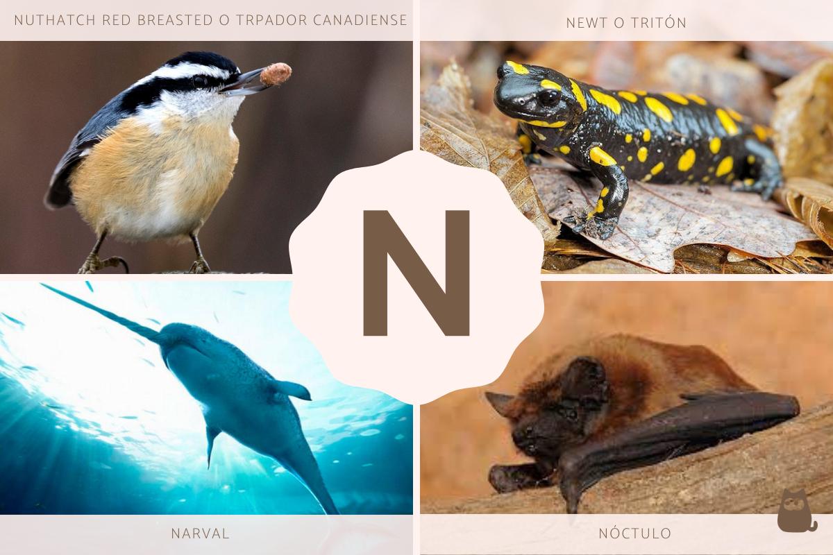 20 animales con n en espanol y en ingles