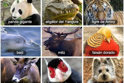 20 animales de china