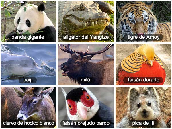 20 animales de china