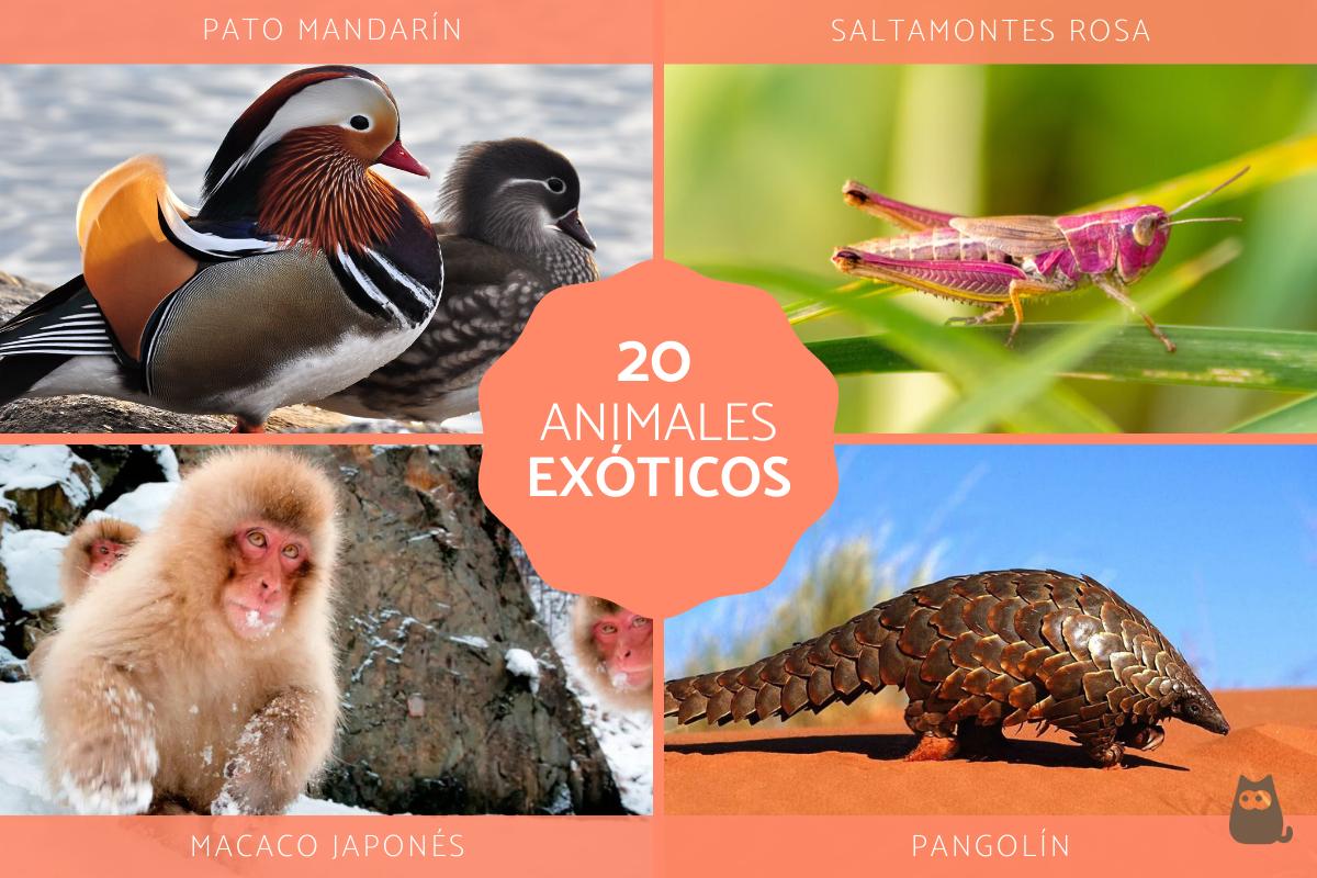 20 animales mas exoticos del mundo