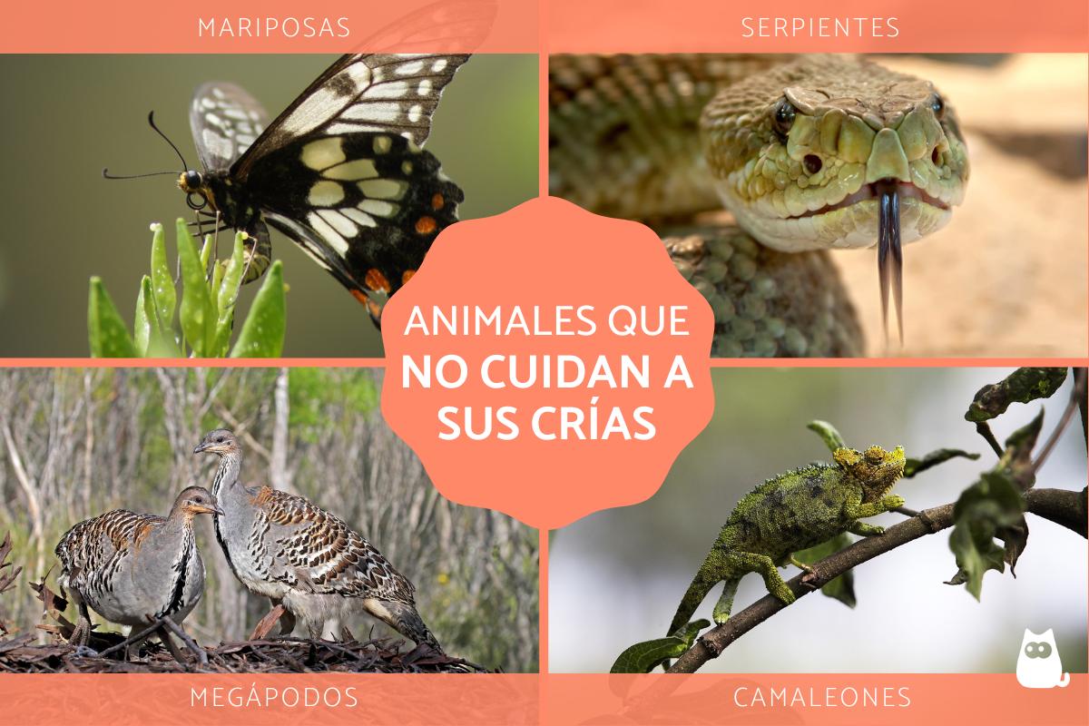 20 animales que no cuidan a sus crias al nacer