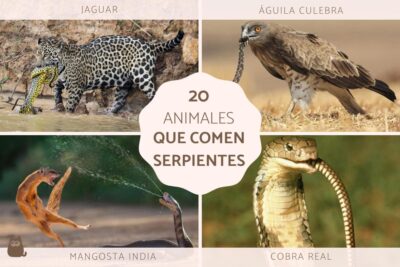 20 seres que comen serpientes