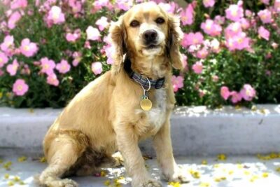 3 cortes de pelo para un cocker spaniel