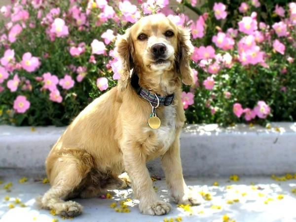 3 cortes de pelo para un cocker spaniel