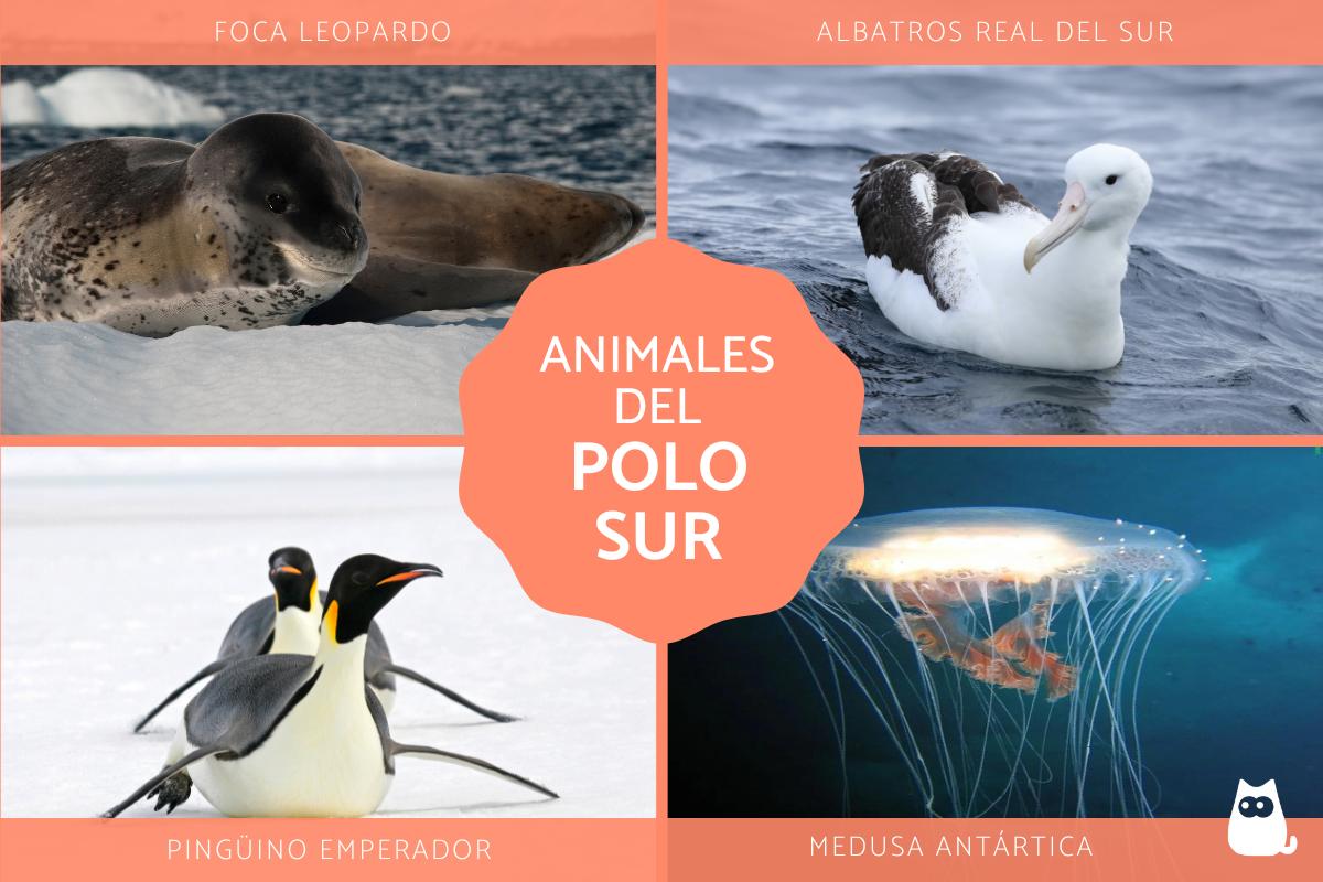 30 animales del polo sur