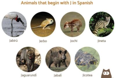 30 animals with j in spanish and english