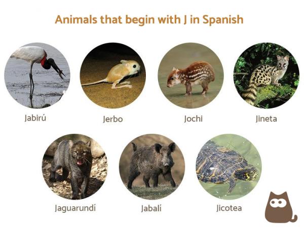 30 animals with j in spanish and english