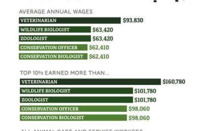 30 jobs con animales oportunidades para la carrera