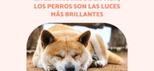 40 frases para perros fallecidos