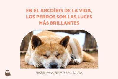 40 frases para perros fallecidos