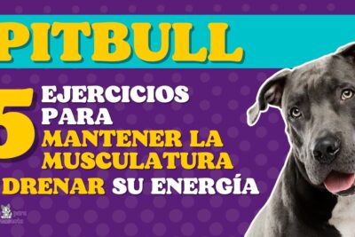 5 ejercicios para perros pitbull