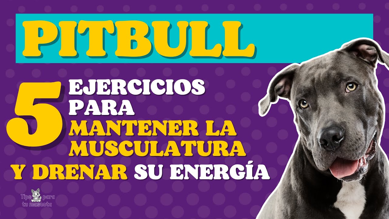 5 ejercicios para perros pitbull