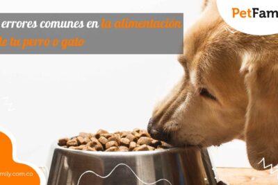 5 errores comunes que comemos con los perros y gatos