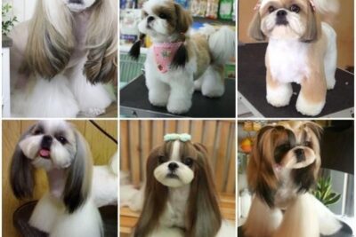 5 tipos de cortes de pelo para un shih tzu