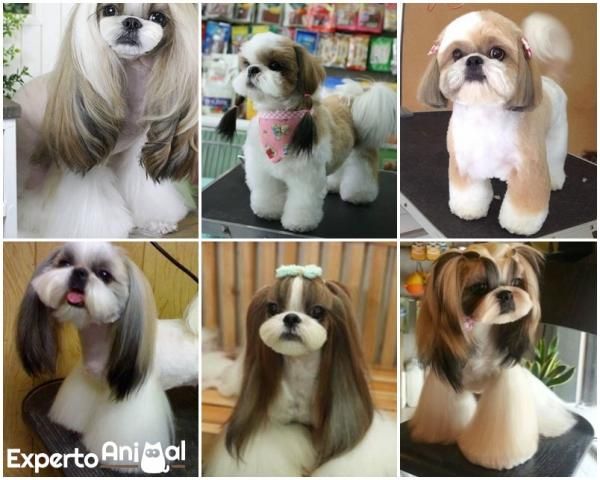 5 tipos de cortes de pelo para un shih tzu