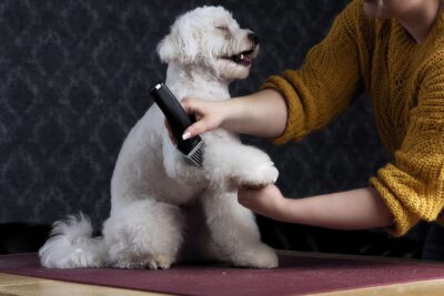 6 beneficios del corte del pelo en perros