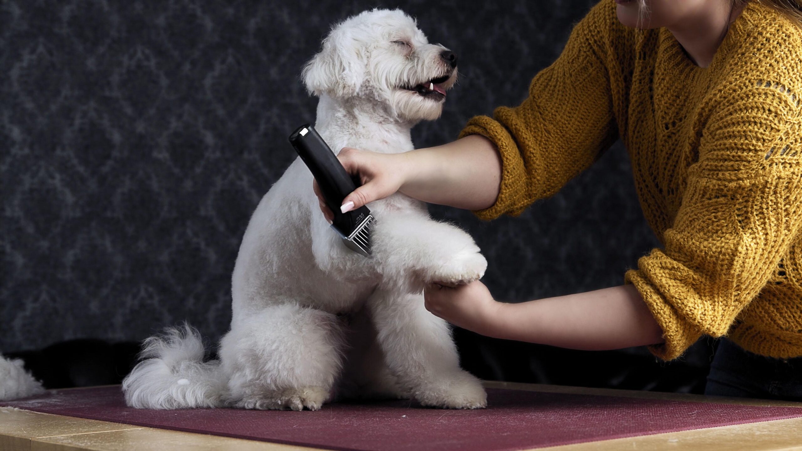 6 beneficios del corte del pelo en perros scaled