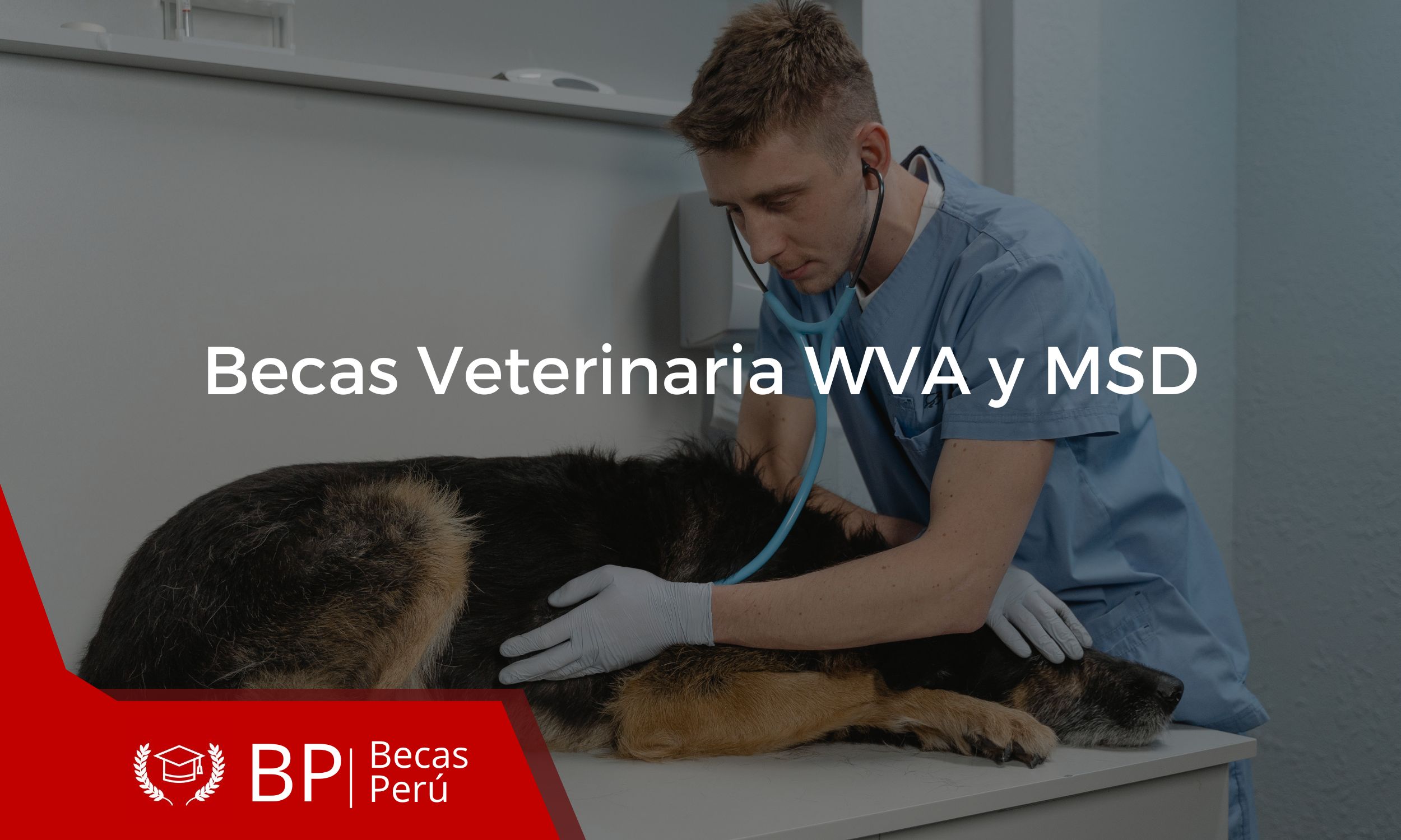 80 becas para estudiantes de veterinaria de america latina